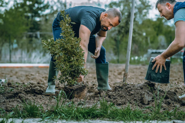 How Our Tree Care Process Works  in  Murphys Estates, SC