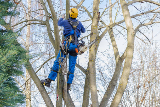 Best Commercial Tree Services  in Murphys Estates, SC